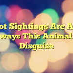Bigfoot Sightings Are Almost Always This Animal In Disguise