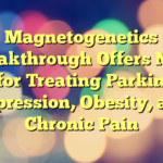 Magnetogenetics Breakthrough Offers New Hope for Treating Parkinson’s, Depression, Obesity, and Chronic Pain