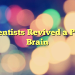 Scientists Revived a Pig’s Brain