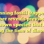 Stunning fossil trapped in amber reveals previously unknown species that lived during the time of dinosaurs